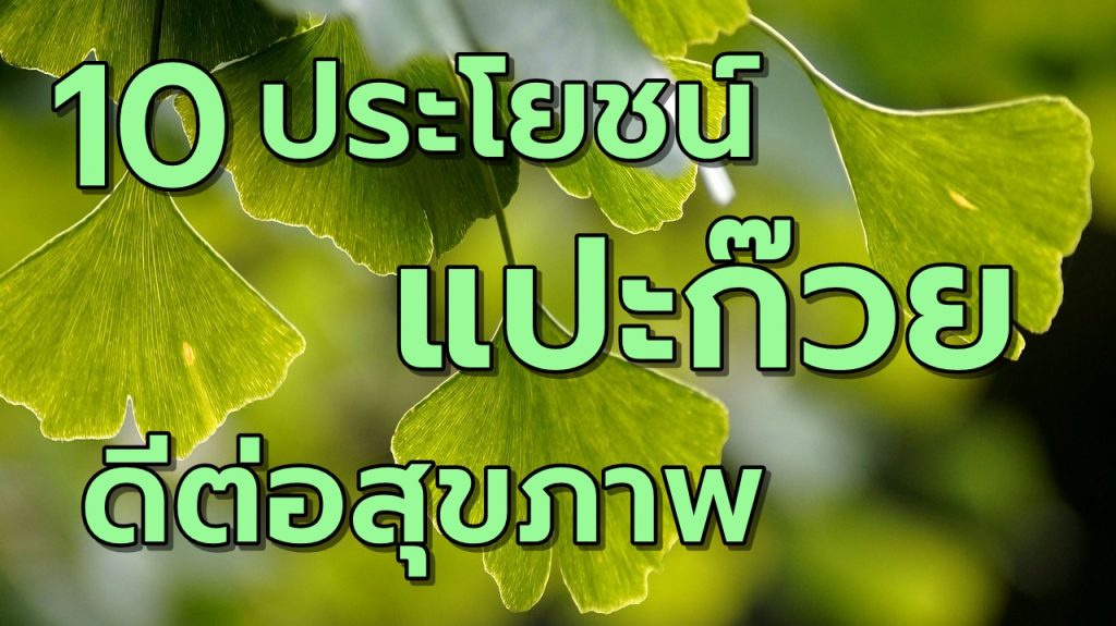 10ประโยชน์แปะก๊วยดีต่อสุขภาพ