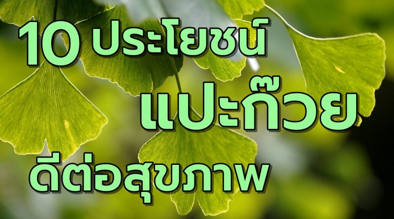 10ประโยชน์แปะก๊วยดีต่อสุขภาพ