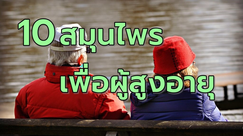 10สมุนไพรป้องกันโรคเพื่อผู้สูงอายุ