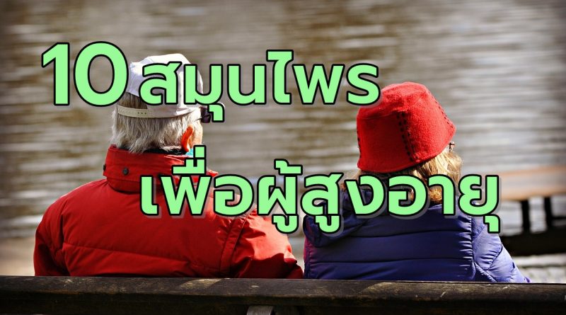 10สมุนไพรป้องกันโรคเพื่อผู้สูงอายุ