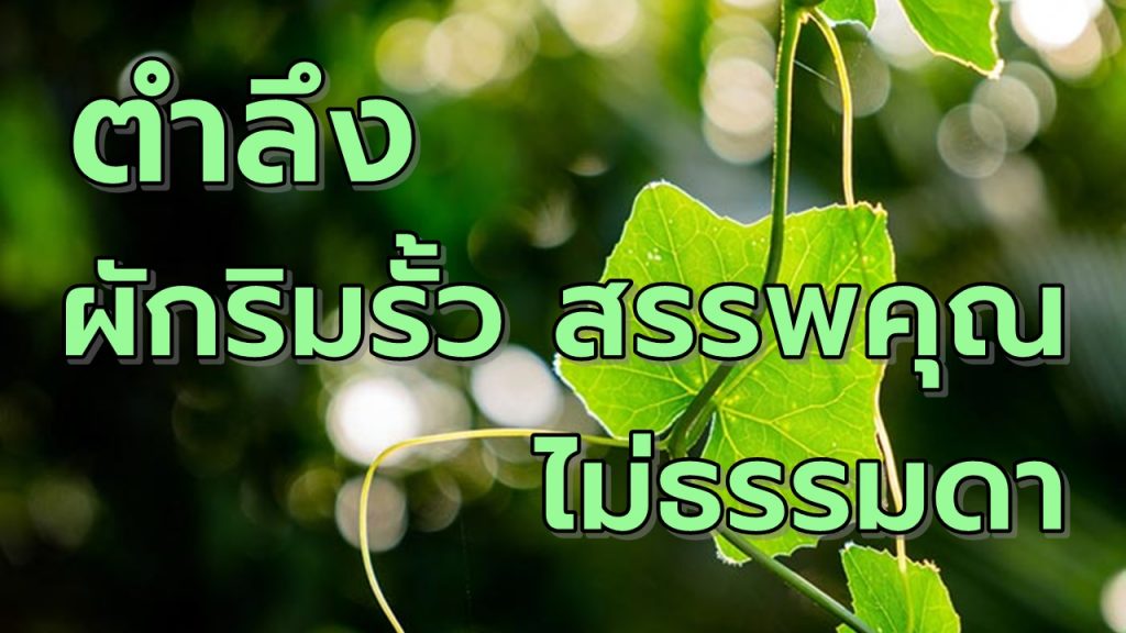 ตำลึงผักริมรั้วสรรพคุณไม่ธรรมดา