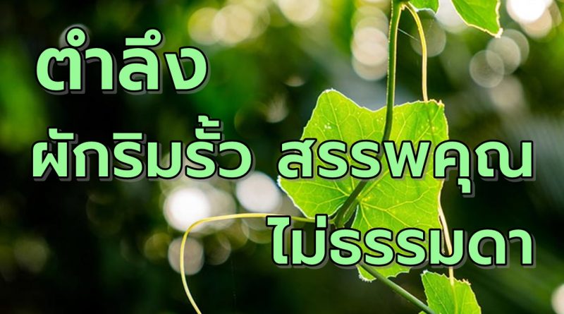 ตำลึงผักริมรั้วสรรพคุณไม่ธรรมดา