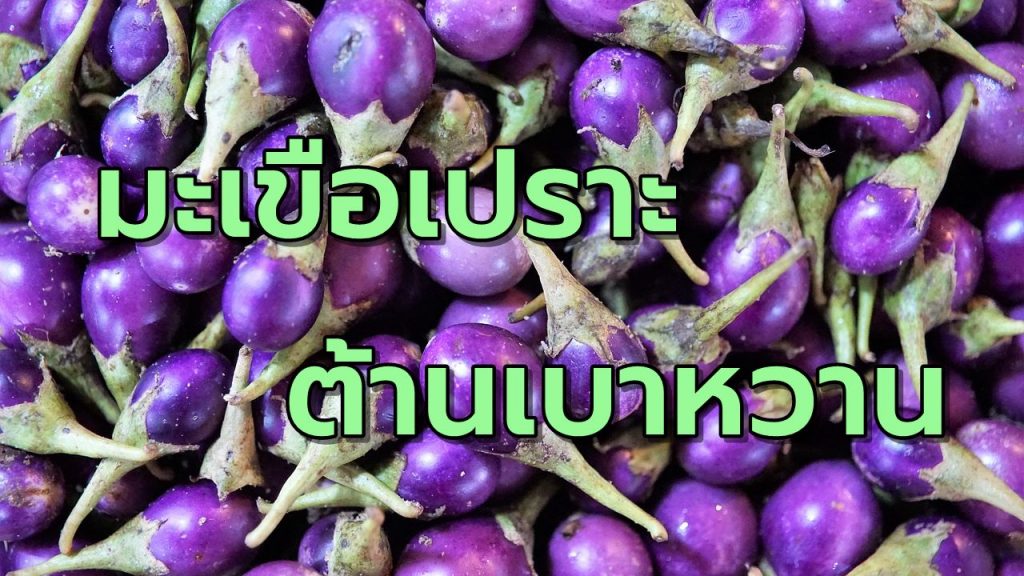มะเขือเปราะต้านเบาหวาน
