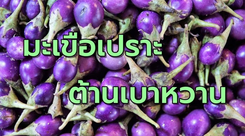 มะเขือเปราะต้านเบาหวาน
