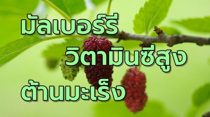 มัลเบอร์รี วิตามินซีสูงต้านมะเร็ง