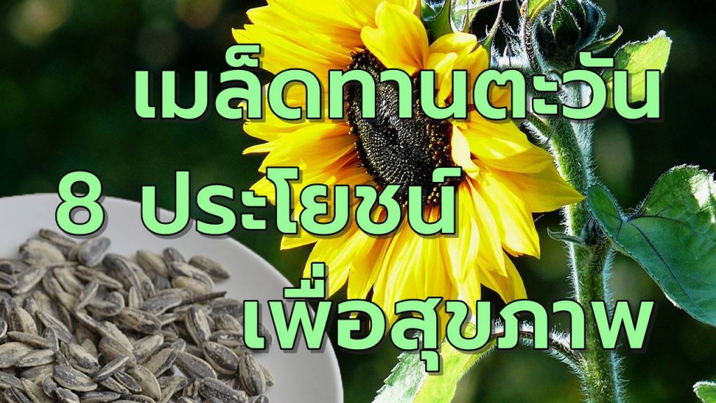 เมล็ดทานตะวัน 8ประโยชน์เพื่อสุขภาพ