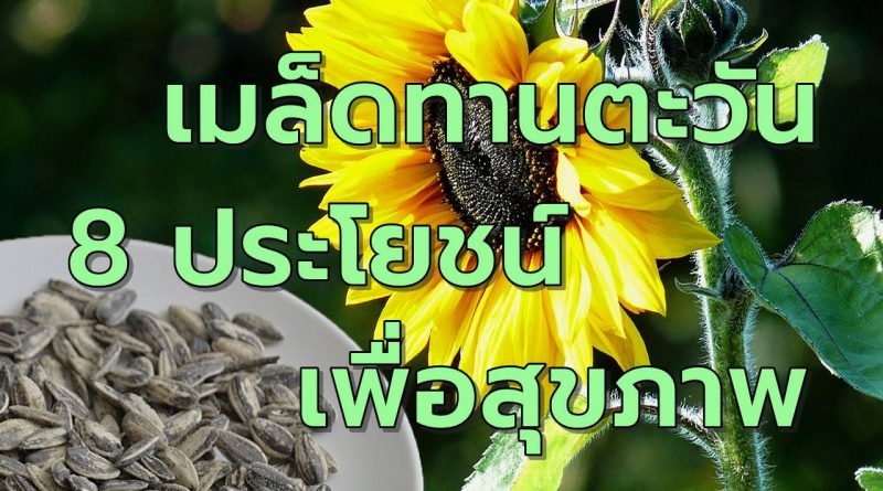 เมล็ดทานตะวัน 8ประโยชน์เพื่อสุขภาพ