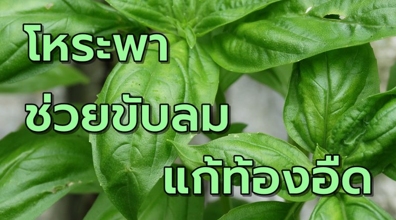 โหระพาช่วยขับลมแก้ท้องอืด