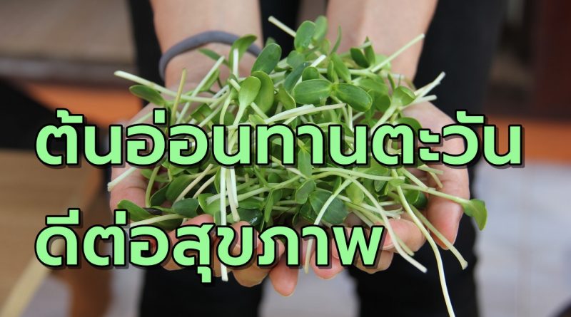 ต้นอ่อนทานตะวันดีต่อสุขภาพ