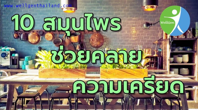 10สมุนไพรช่วยคลายความตรึงเครียด