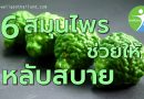 6สมุนไพรช่วยให้หลับสบาย