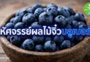 มหัศจรรย์ผลไม้จิ๋วบลูเบอร์รี่