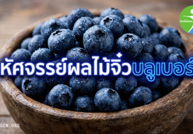 มหัศจรรย์ผลไม้จิ๋วบลูเบอร์รี่